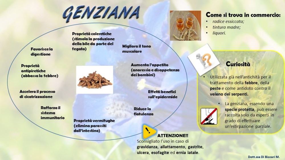 GENZIANA jpeg